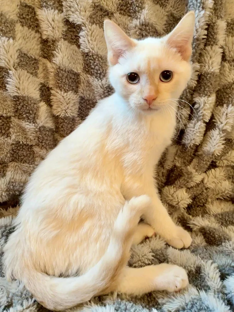 A baby small-sized male Buff / Tan / Fawn Domestic Short Hair cat named Fruity Pebbles for adoption in Forest Lake, MN