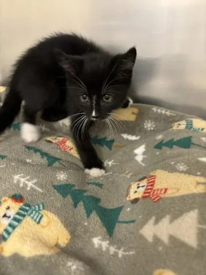 A young small-sized male Domestic Short Hair cat named Charizard for adoption in Scotia, NY