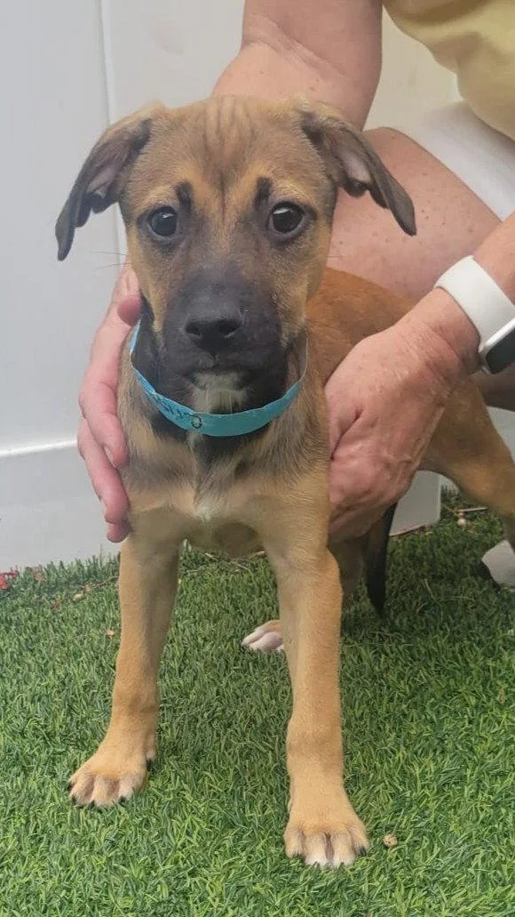 Isabella Pup Cristina