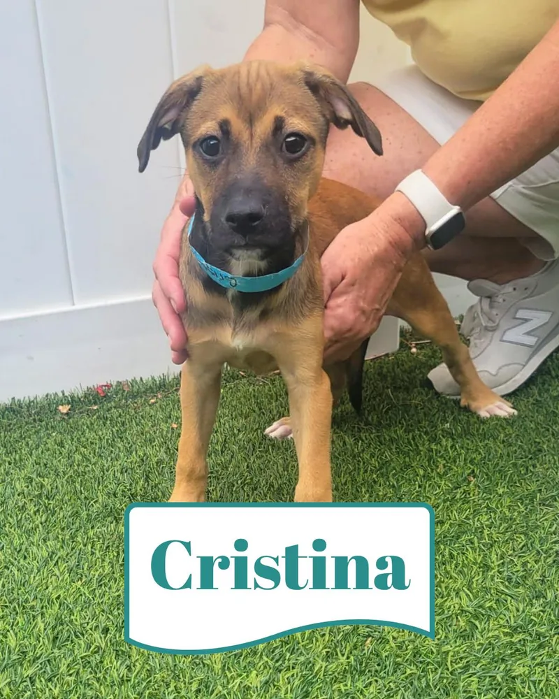 Isabella Pup  Cristina thumbnail 3