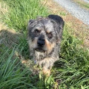 A young small-sized female Black Terrier dog named Lucy Mae for adoption in Wake Forest, NC