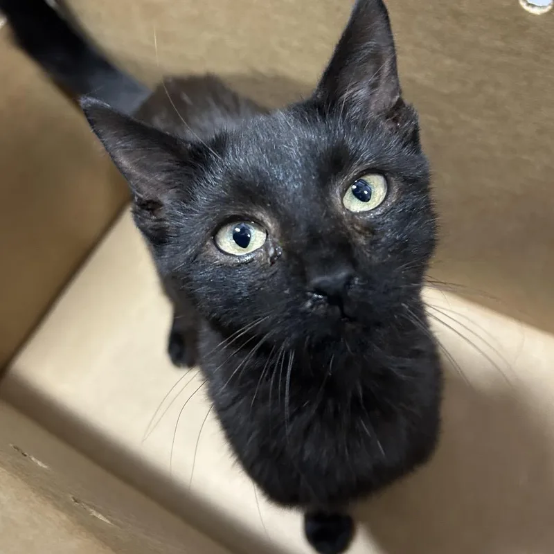 A baby small-sized male Black Domestic Short Hair cat named Salem for adoption in Newark, NJ