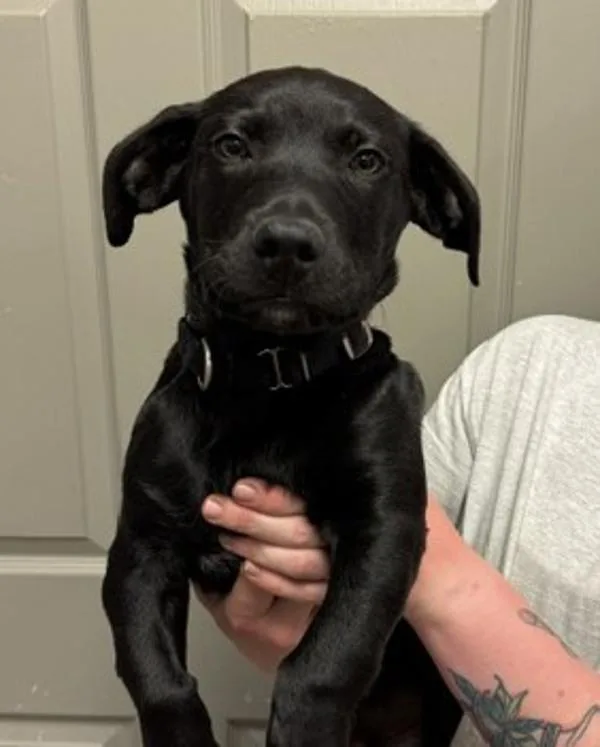 A baby medium-sized male Labrador Retriever dog named Driftlo for adoption in Littleton, CO
