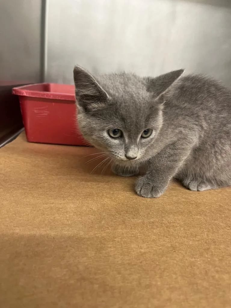 A baby small-sized male Domestic Short Hair cat named Opey for adoption in Cartersville , GA