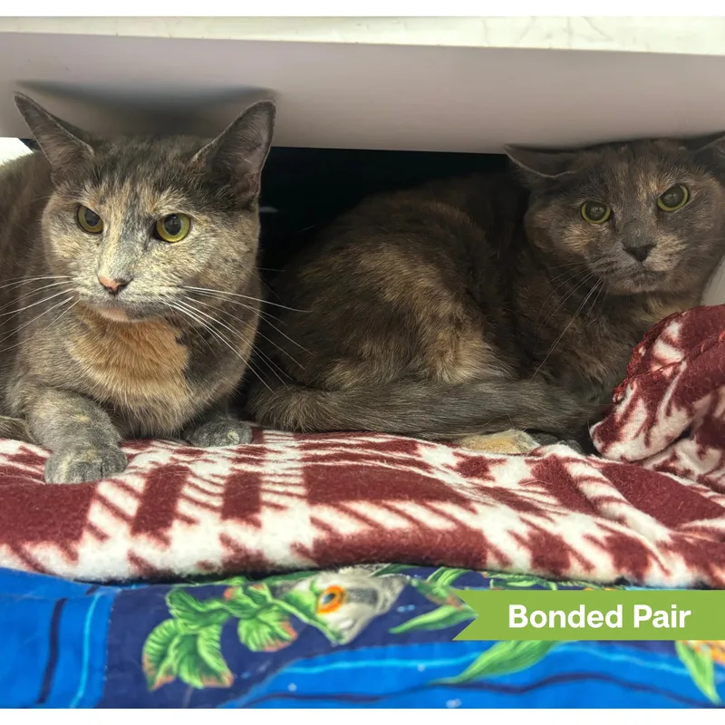 An adult medium-sized female Domestic Short Hair cat named Sheeva for adoption in Reisterstown, MD