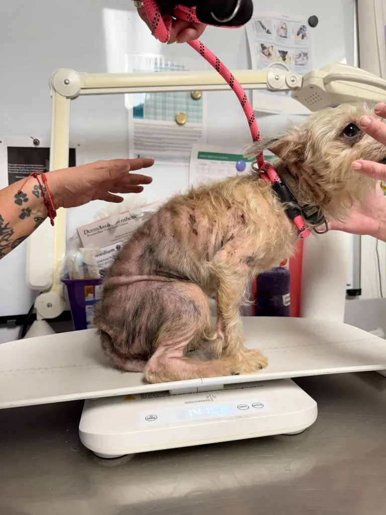An adult small-sized male Yorkshire Terrier dog named Toast for adoption in Ewing, NJ