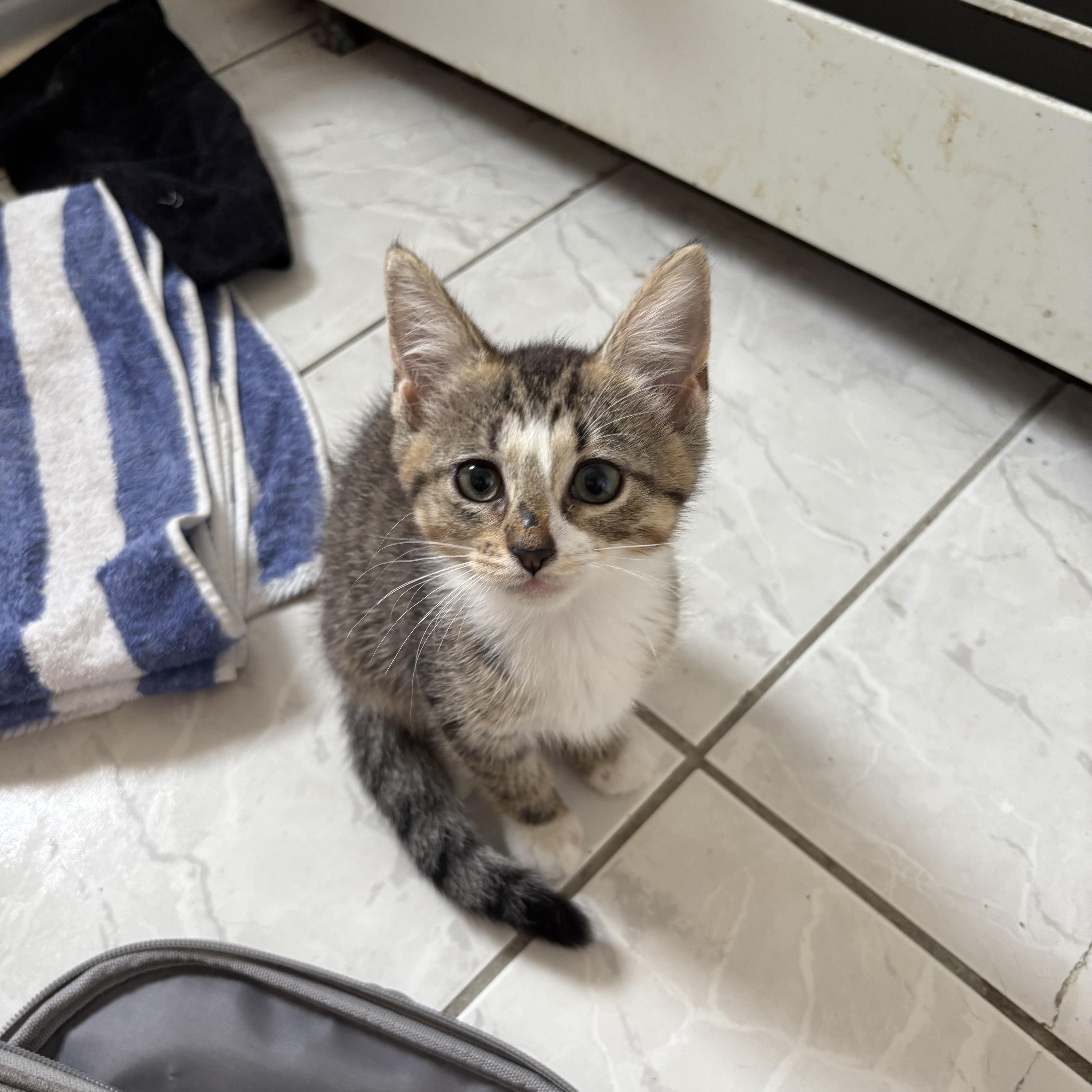 A baby small-sized female Domestic Short Hair cat named Roxy & Roseanne for adoption in Ardsley, NY