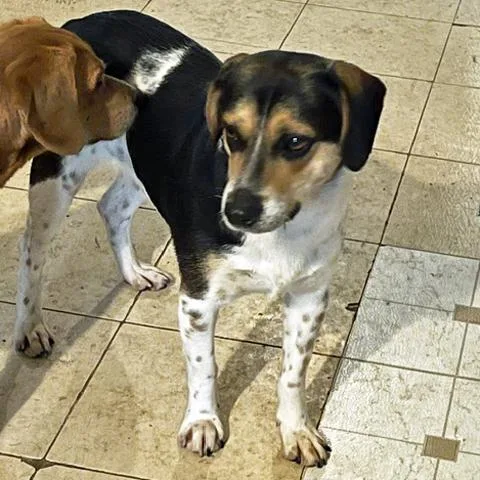 A young medium-sized male Tricolor (Brown, Black, & White) Beagle dog named Jackson for adoption in London, OH