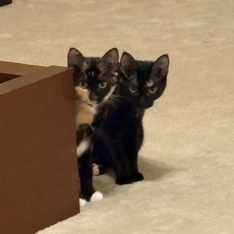A baby medium-sized female Calico Domestic Short Hair cat named Meekeh & Tsuki for adoption in Liverpool, TX