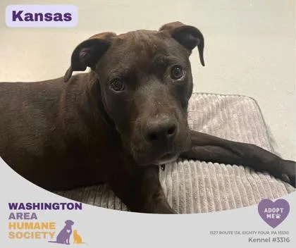 A baby medium-sized male Black Pit Bull Terrier dog named Kansas for adoption in Eighty Four, PA