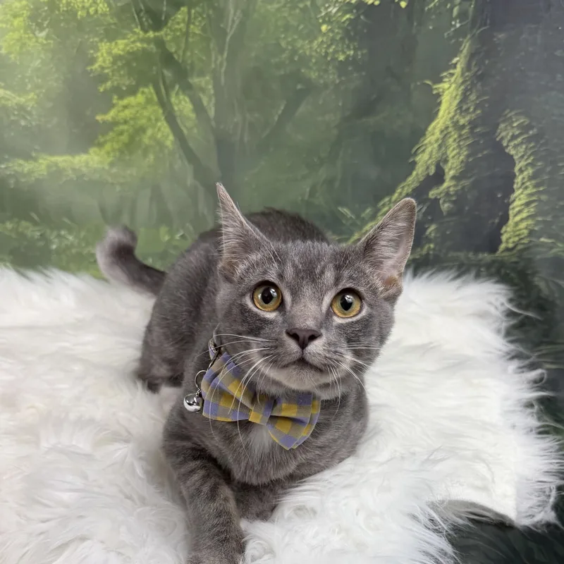 A baby small-sized male Gray / Blue / Silver Domestic Short Hair cat named Jasper for adoption in Houston, TX
