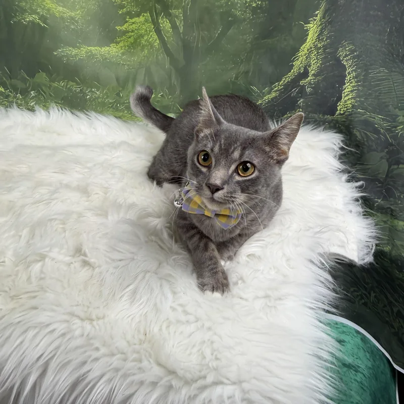 Jasper thumbnail 6