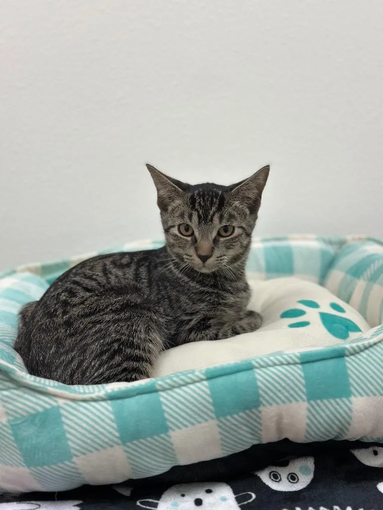 A baby small-sized male Tabby cat named Austin for adoption in Newberg, OR