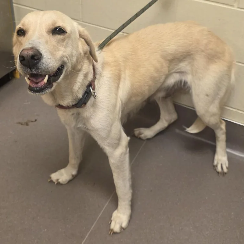A senior large-sized female Yellow / Tan / Blond / Fawn Labrador Retriever dog named Lou Lou Lemon for adoption in Norman, OK