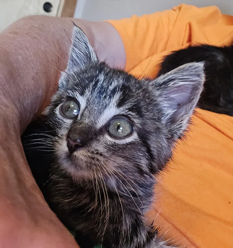 A baby small-sized female Tabby (Gray / Blue / Silver) Domestic Short Hair cat named Sprinkles for adoption in Mineral Point, WI