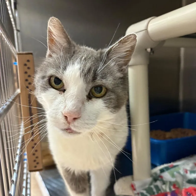 An adult medium-sized male Gray / Blue / Silver Domestic Short Hair cat named Cletus for adoption in Kanab, UT
