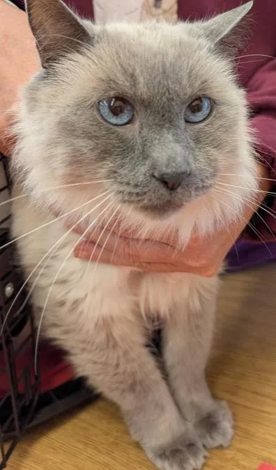 An adult medium-sized male Ragdoll cat named Oliver for adoption in Eugene, OR