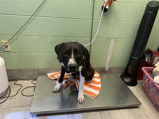 A young large-sized male American Staffordshire Terrier dog named Mookie for adoption in Grand Prairie, TX