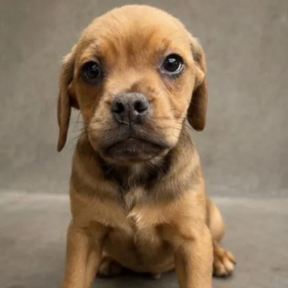 A baby medium-sized male Yellow / Tan / Blond / Fawn Pug dog named Sable for adoption in Tinley Park, IL