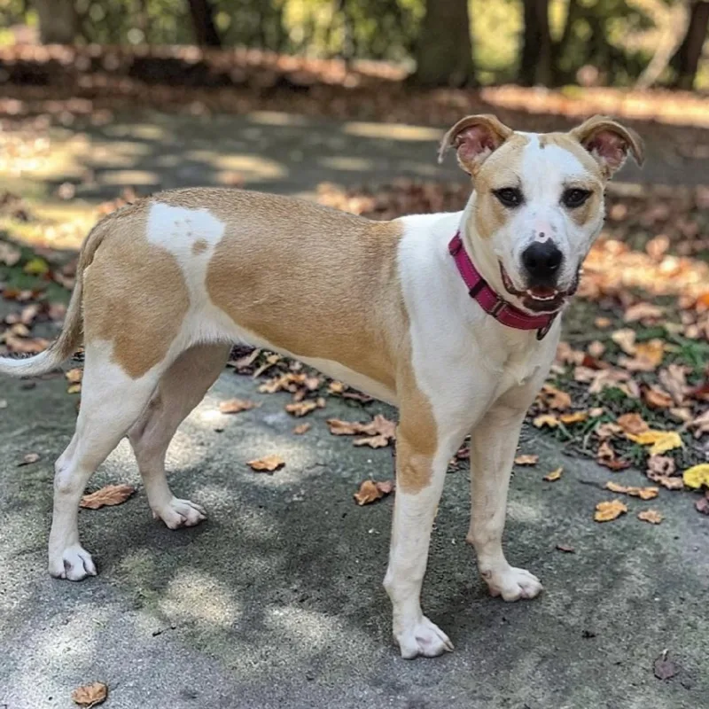 A young medium-sized female Yellow / Tan / Blond / Fawn Pit Bull Terrier dog named Tisha for adoption in Houston, TX