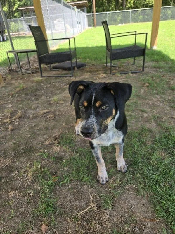 A baby medium-sized male Tricolor (Brown, Black, & White) Australian Cattle Dog / Blue Heeler dog named Pal for adoption in Moyock, NC