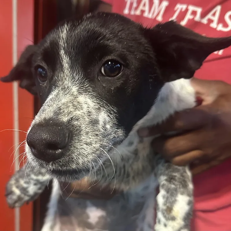 A baby medium-sized female White / Cream Australian Cattle Dog / Blue Heeler dog named Eppi Local August for adoption in Brookshire, TX