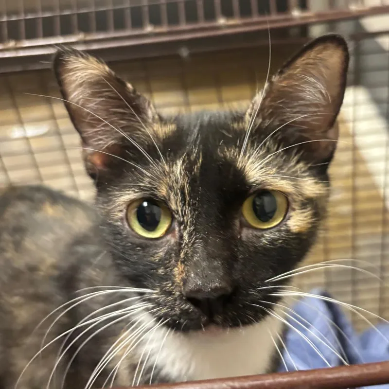 An adult medium-sized female Domestic Short Hair cat named Junie for adoption in Yuma, AZ