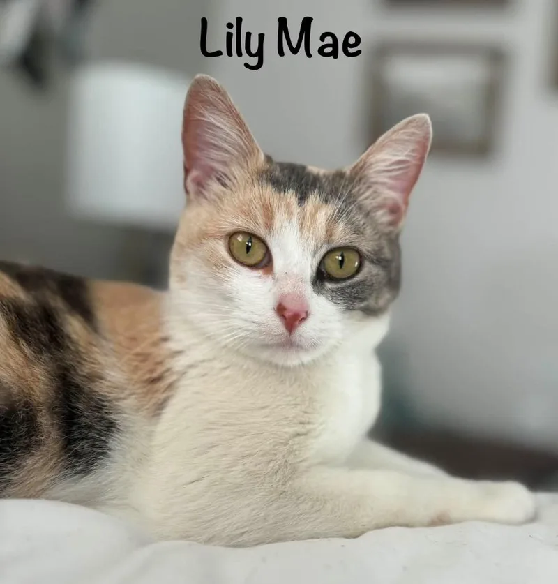 Lily Mae thumbnail 2