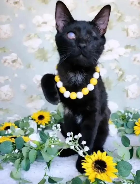 A young medium-sized male Black Domestic Short Hair cat named Neptune L for adoption in Fresno, CA