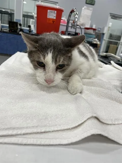 A senior large-sized male Domestic Short Hair cat named Jimmy for adoption in Palmetto, FL