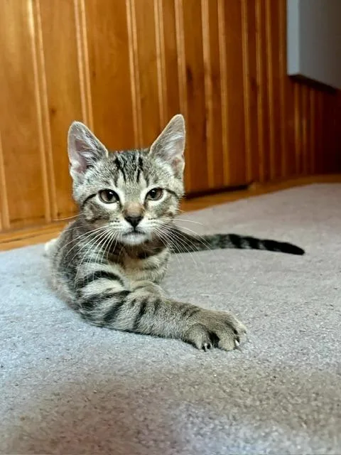 A baby small-sized male Domestic Short Hair cat named Iggy for adoption in Minneapolis, MN