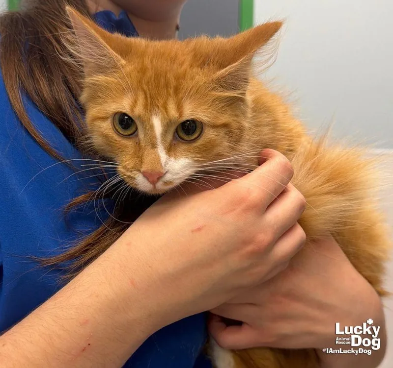 A baby medium-sized female Orange & White Domestic Long Hair cat named Buttercup for adoption in Washington, DC