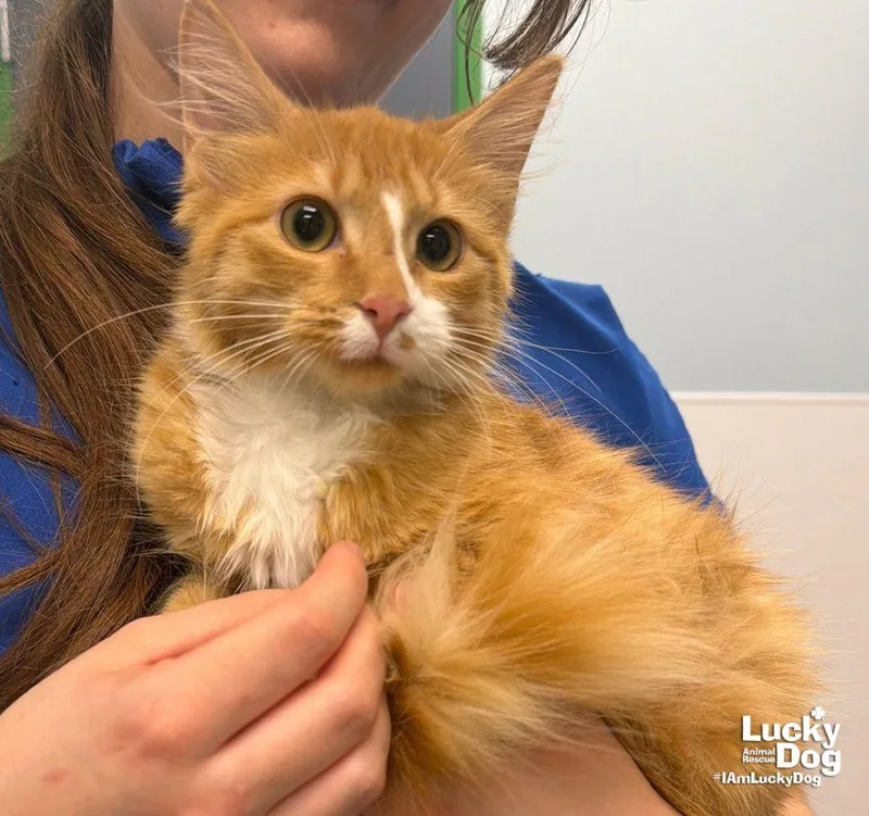 Buttercup thumbnail 2