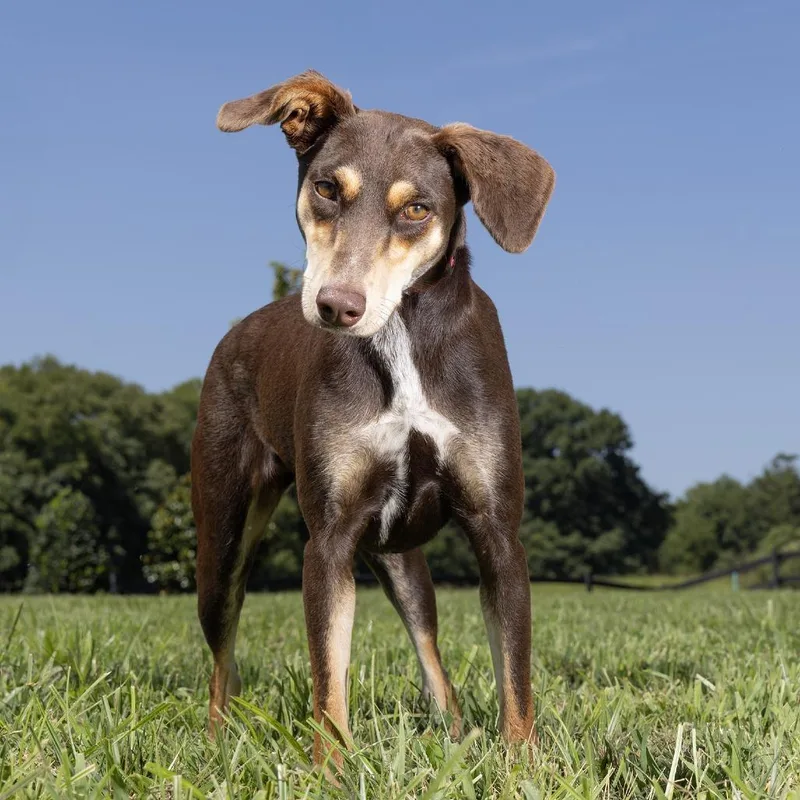A young medium-sized female Brown / Chocolate Mixed Breed dog named Jovie for adoption in Franklin, TN