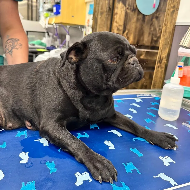 A young small-sized female Black Pug dog named Noir for adoption in Chico, CA