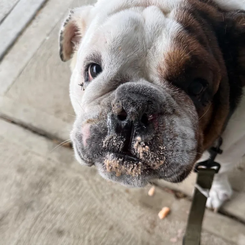An adult large-sized male English Bulldog dog named Georgie for adoption in Huber Heights, OH