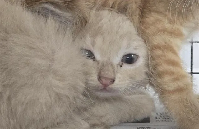 A baby small-sized male Domestic Short Hair cat named Archie for adoption in Fort Lauderdale, FL