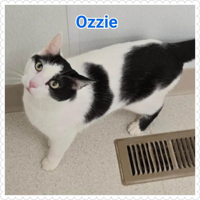 Ozzie thumbnail 3