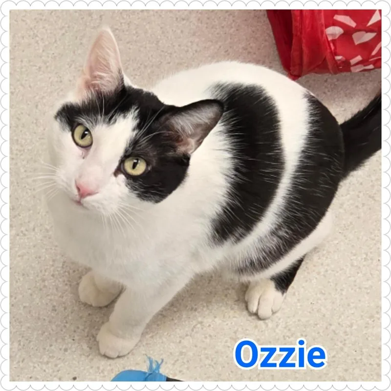 An adult medium-sized male Domestic Short Hair cat named Ozzie for adoption in North Saint Paul, MN