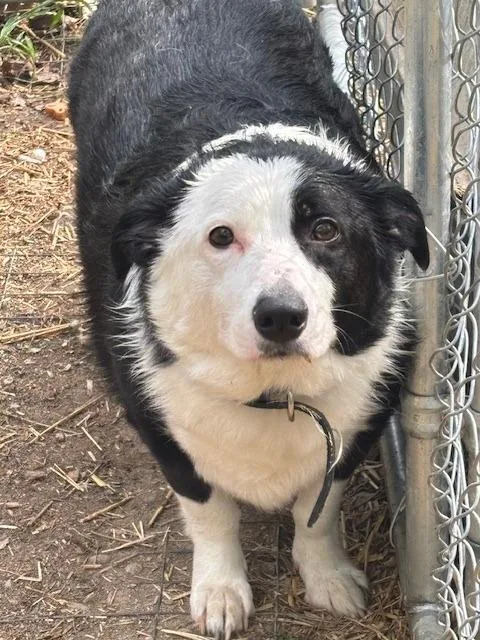 A young medium-sized male Mixed Breed dog named Ying Yang for adoption in Princeton, IN