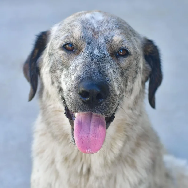An adult large-sized female White / Cream Australian Cattle Dog / Blue Heeler dog named Jolene for adoption in Ottawa, KS