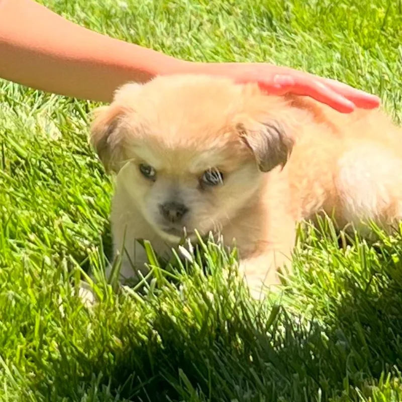Sam