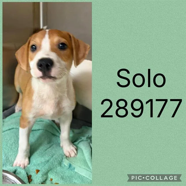 A baby small-sized male Mixed Breed dog named Solo for adoption in Macon, GA