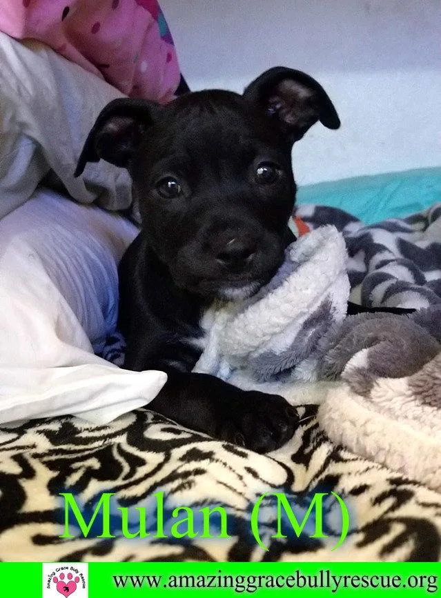 A baby medium-sized female American Staffordshire Terrier dog named Mulan Aka Sasha for adoption in Pensacola, FL