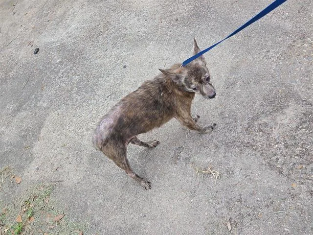 An adult small-sized female Chihuahua dog named A for adoption in Houston, TX