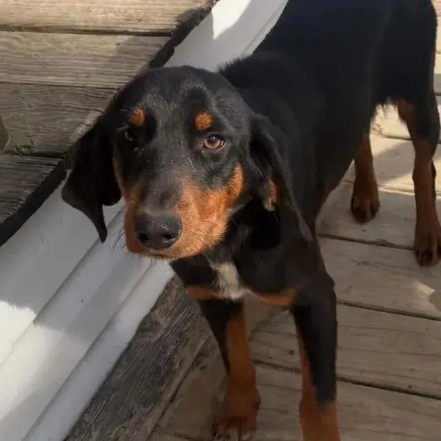 An adult medium-sized male Black Hound dog named Tracker for adoption in Brewton, AL