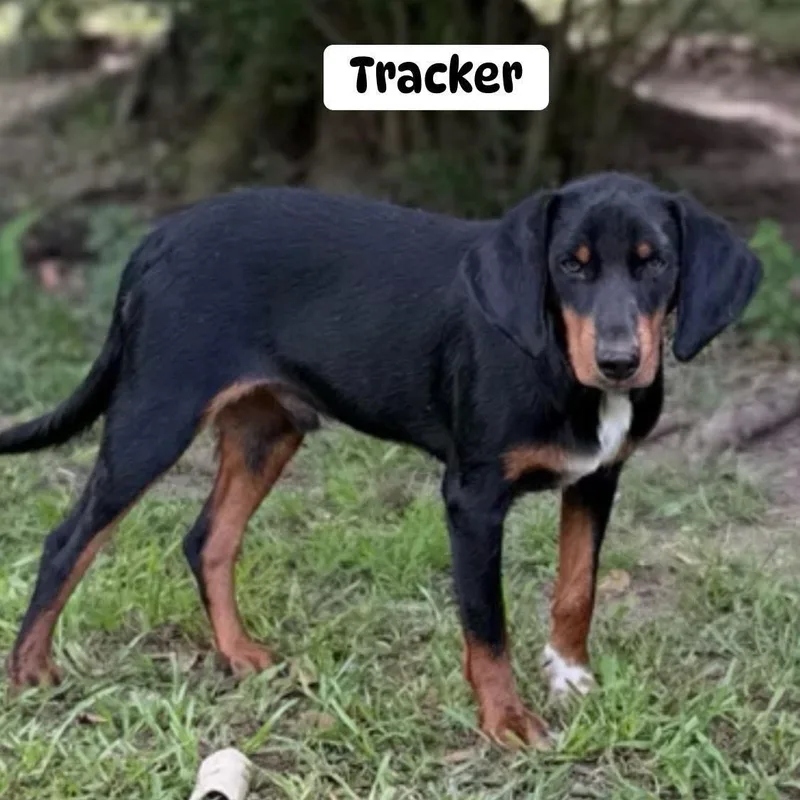 Tracker thumbnail 2