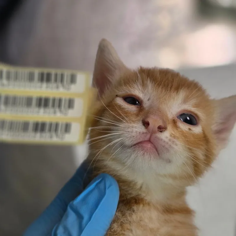 A baby small-sized male Orange / Red Domestic Short Hair cat named Matthew MacDell for adoption in Charleston, WV