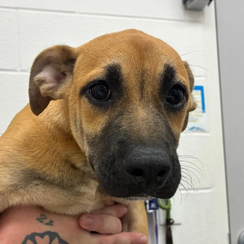 A young medium-sized female Brown / Chocolate Terrier dog named Hickory for adoption in Corpus Christi, TX