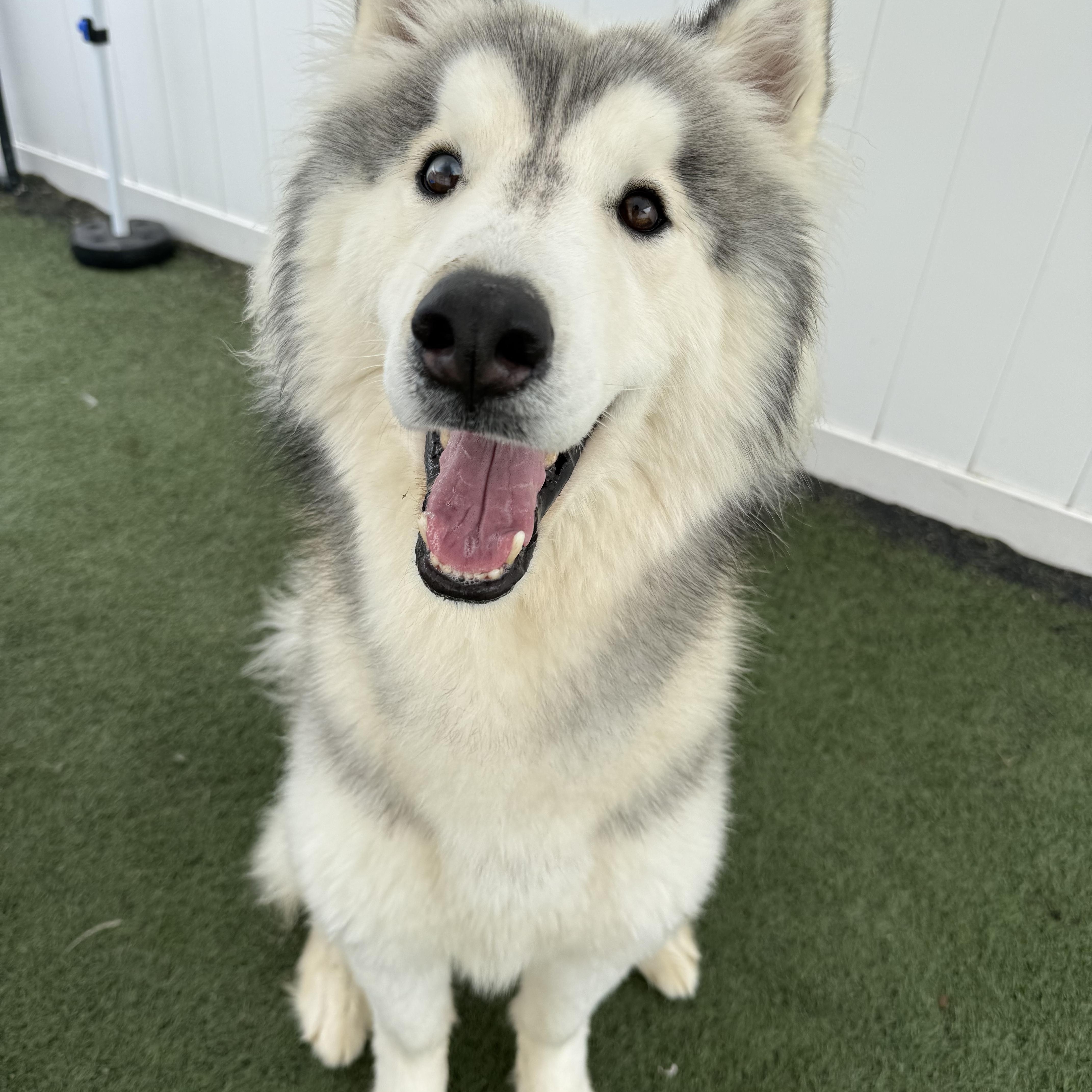 An adult medium-sized male Siberian Husky dog named Koda for adoption in MYRTLE BEACH, SC